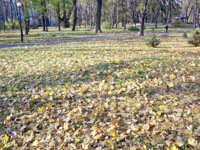 Опале листя в Маріїнському парку восени