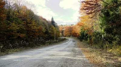 Гірська дорога в осінньому лісі біля Климця